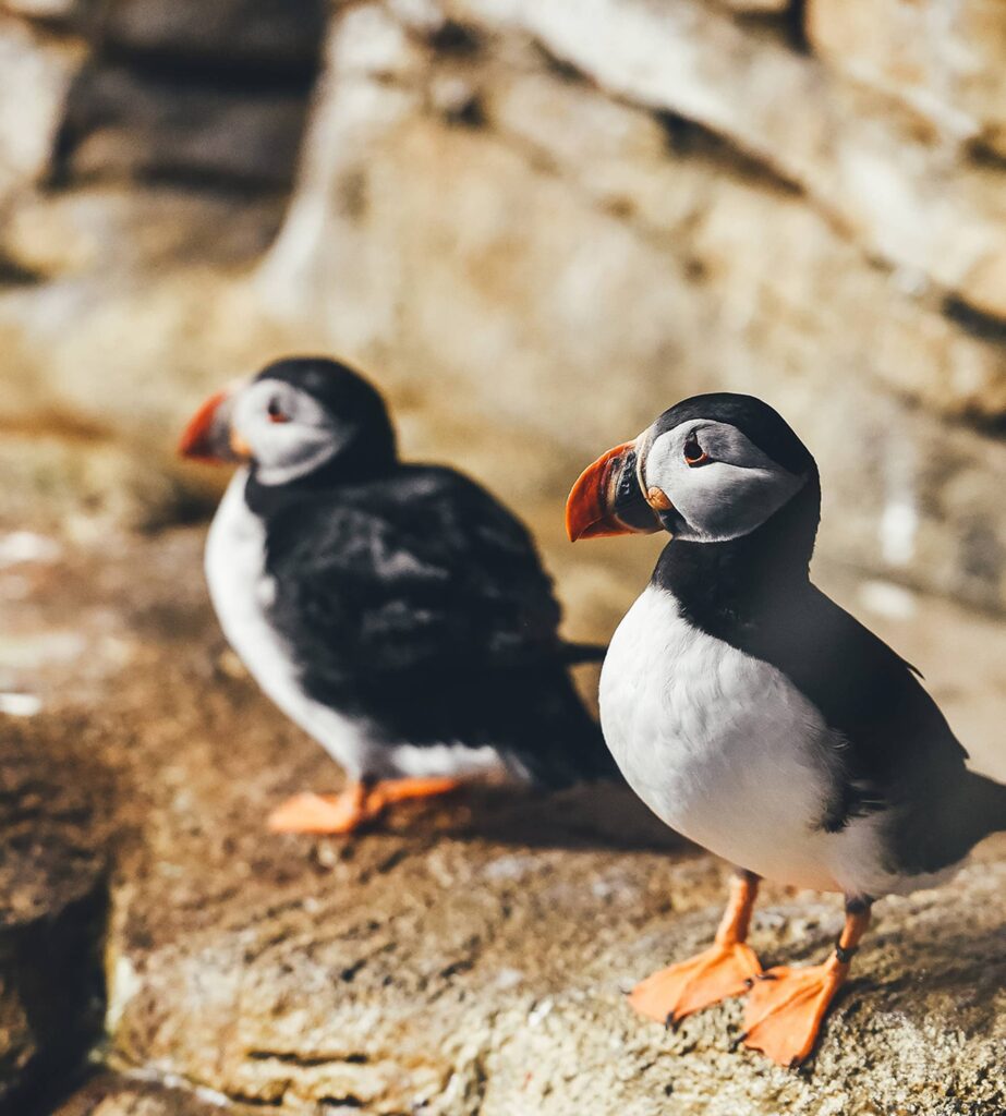5 Ways Animals Will Help You Get More Business