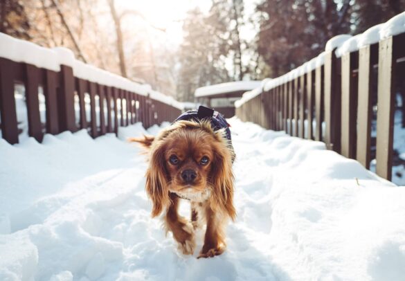 Fascinating Dog Tech That Can Help Your K-9
