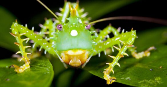 Spiny Devil Katydid Evolved To Keep Making More And More Spines Until Nothing Would Want To Eat It
